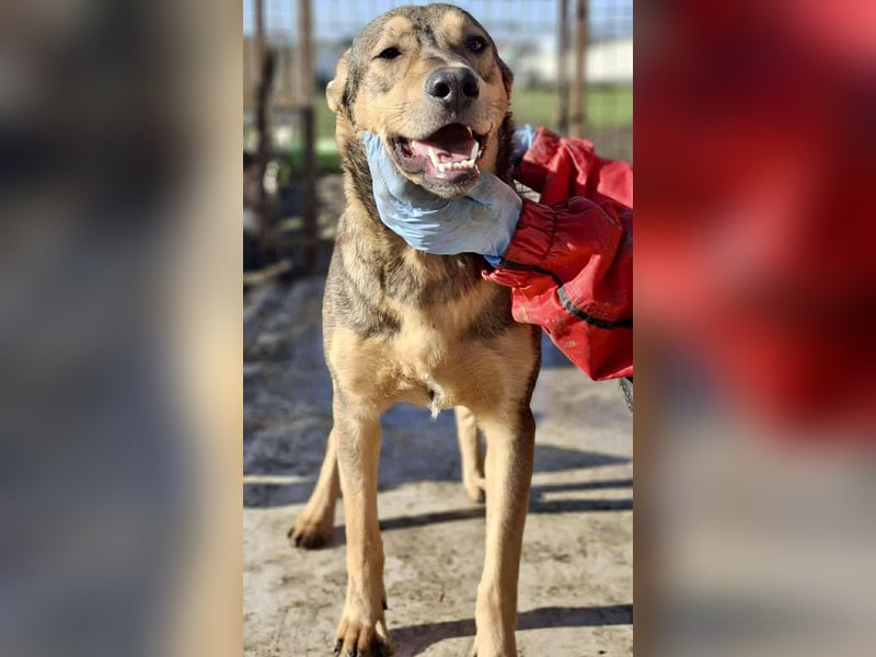 Verspielter, freundlicher Junghund Vito