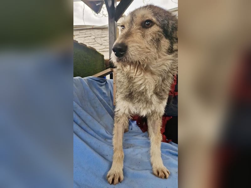 Liebevoller Benny sucht sein Glück