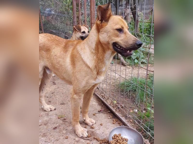 Alun – offen und verspielt