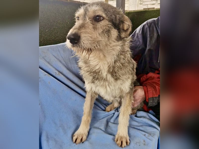 Liebevoller Benny sucht sein Glück