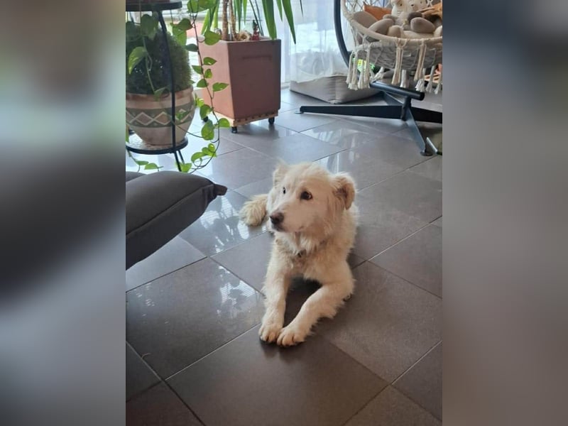 Seniorin Shelby sucht ruhiges Zuhause