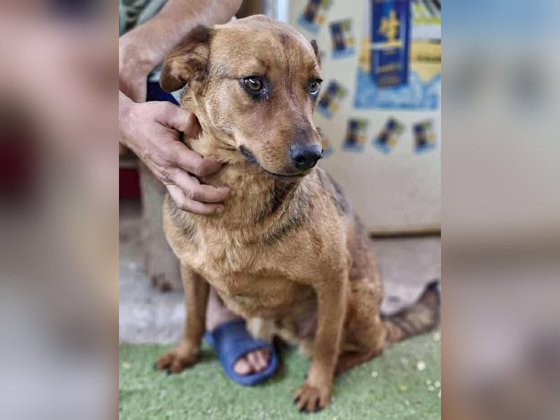 Rocket - dankbare Frohnatur