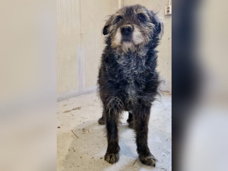 Todtrauriger Senior Finn