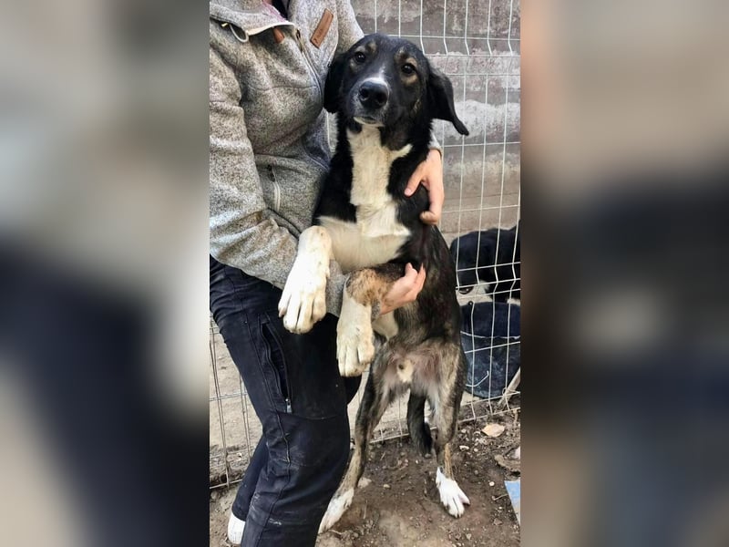 Verschmuster, neugieriger Tayler