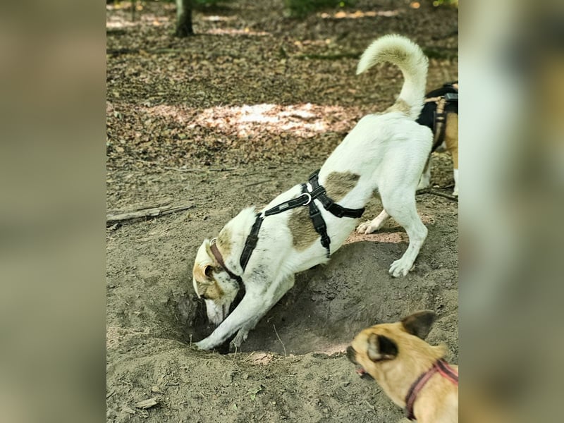 Schmusefreund IVO sucht sein Traumzuhause