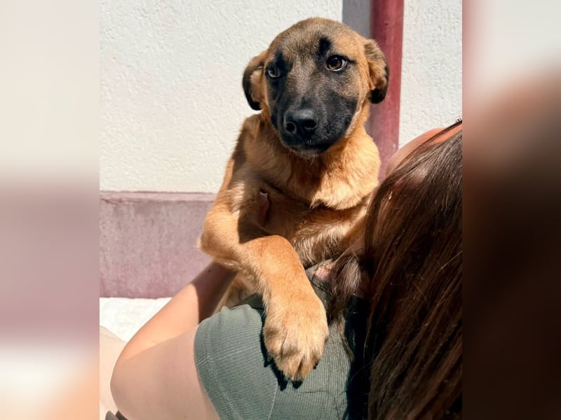 Bino ,vorsichtiger Herzensjunge sucht sein Glück.