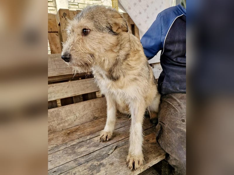 Mia - eine Seele von Hund auf der Suche nach Liebe