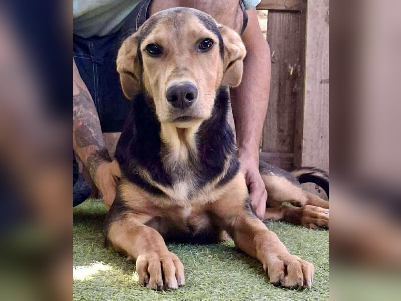 Pumba – sensibler Junghund sucht sein Zuhause