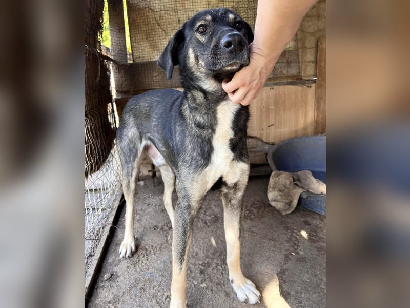 Koyal Kuschelkönig - verträglich und verschmust