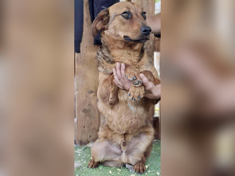 Rocket - dankbare Frohnatur