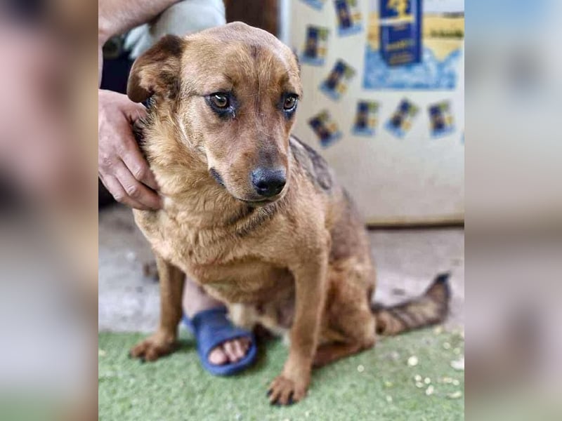 Rocket - dankbare Frohnatur