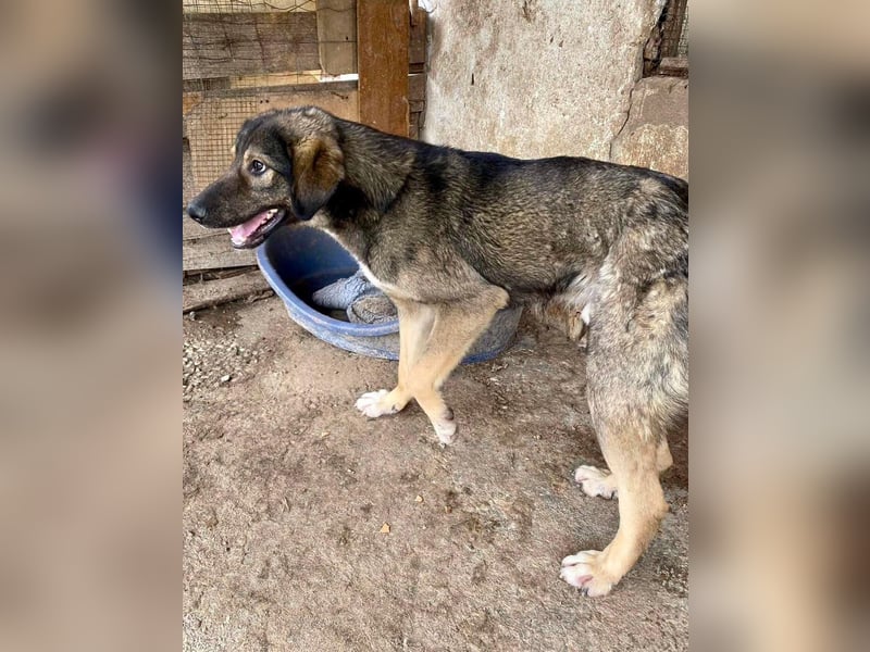 Koyal Kuschelkönig - verträglich und verschmust