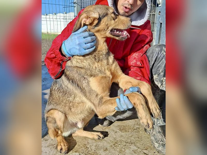 Verspielter, freundlicher Junghund Vito