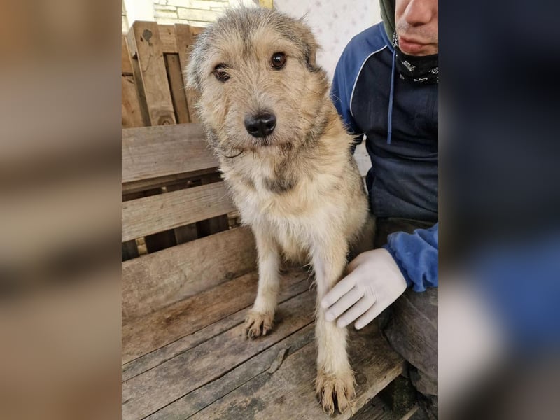 Mia - eine Seele von Hund auf der Suche nach Liebe