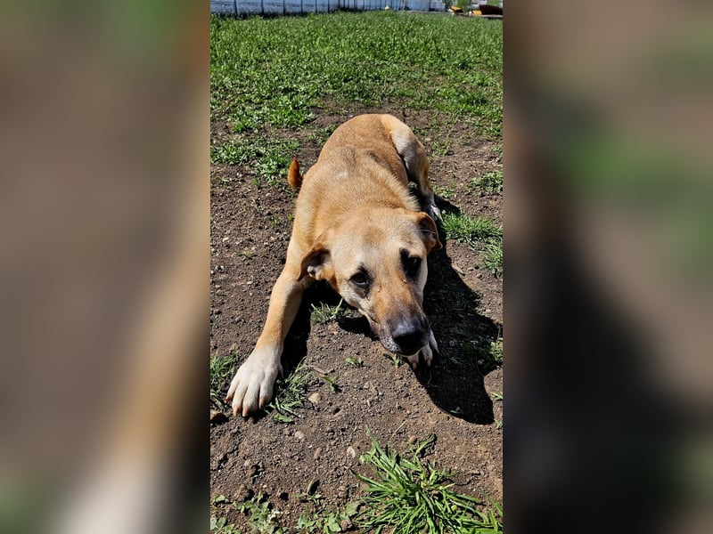 Alma – menschenbezogene Junghündin sucht Nähe
