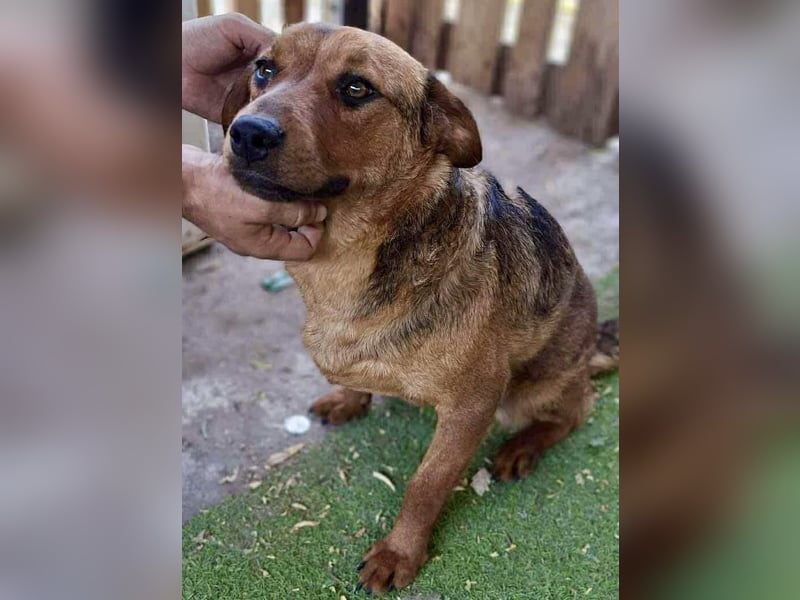 Rocket - dankbare Frohnatur