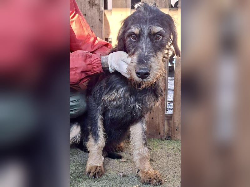 Freundlicher Junghund Malte