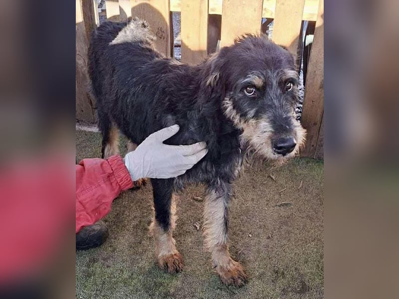 Freundlicher Junghund Malte