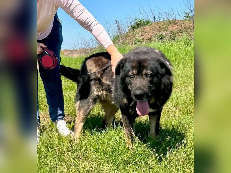 Sandy – sanfte Riesin mit großem Herzen sucht ihr Zuhause