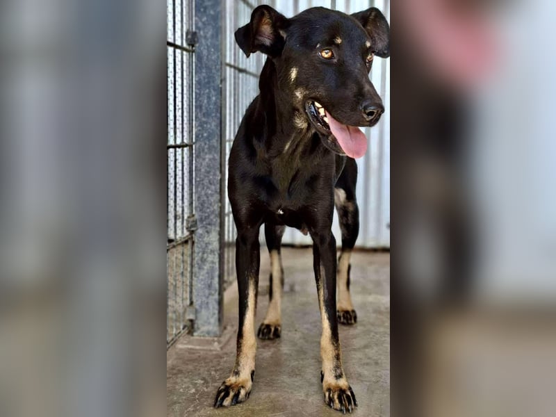Tora – sanfte Hündin sucht ein ruhiges Zuhause