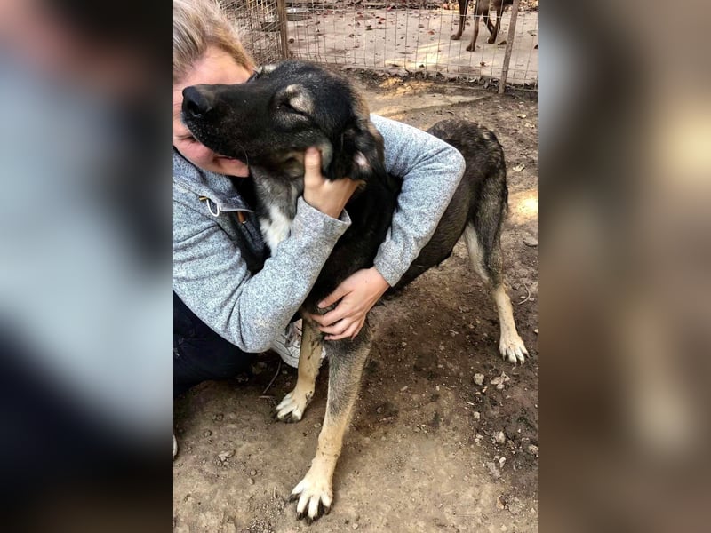 Koyal Kuschelkönig - verträglich und verschmust