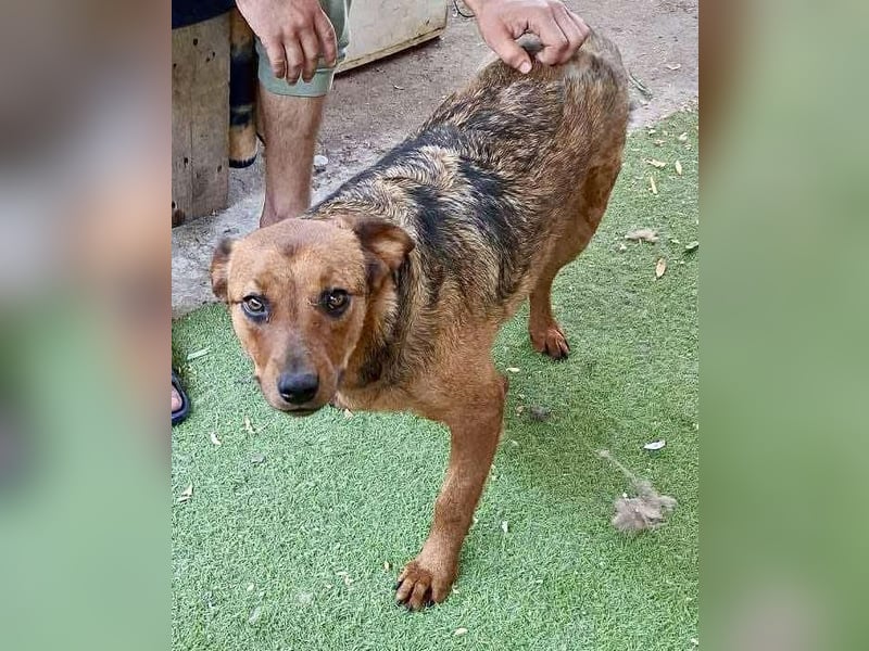 Rocket - dankbare Frohnatur