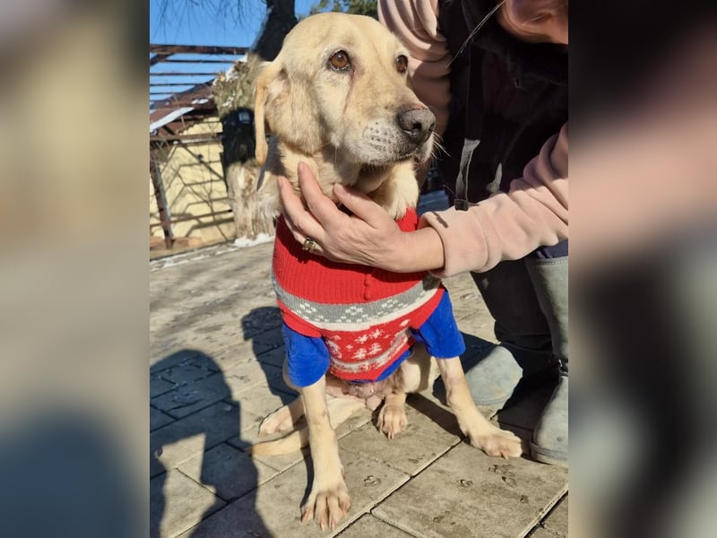 Hübsche Traumhündin Laika
