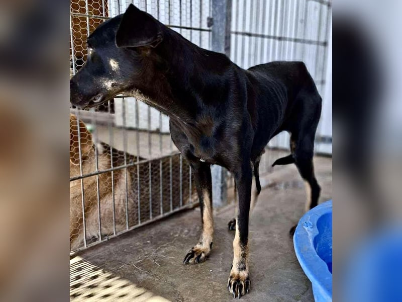 Tora – sanfte Hündin sucht ein ruhiges Zuhause