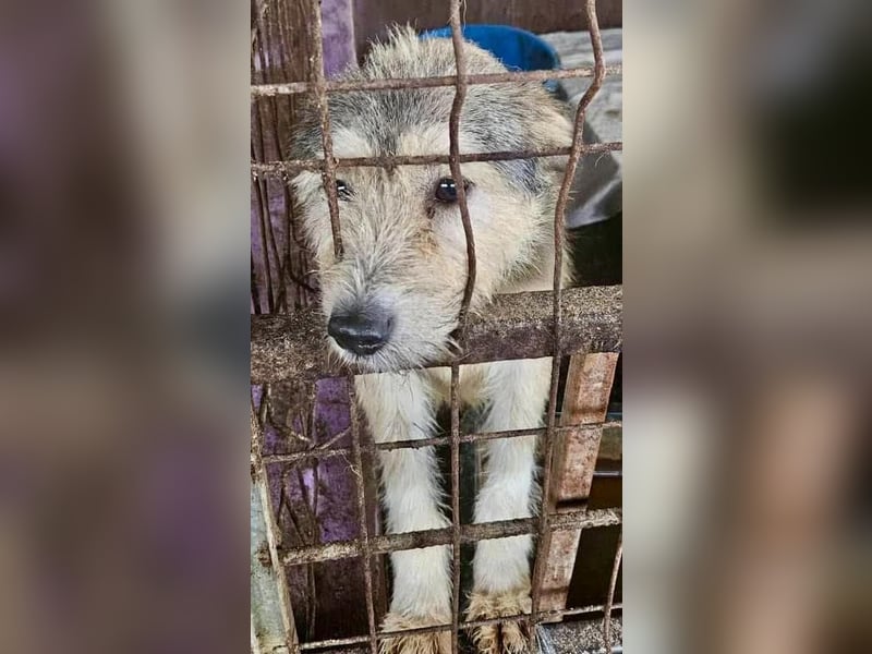 Mia - eine Seele von Hund auf der Suche nach Liebe