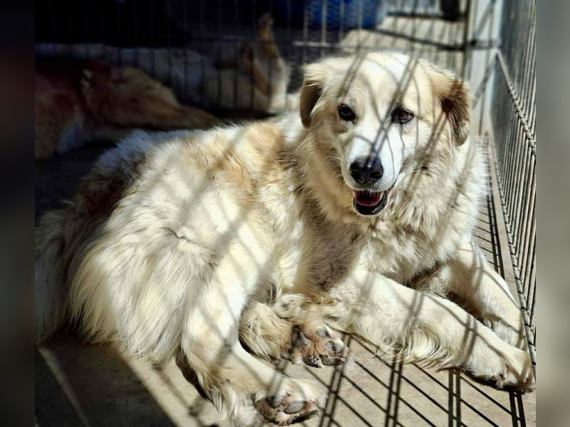 Henry – sensibler Rüde wartet auf seine Chance