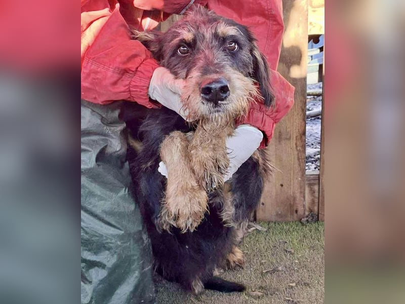 Freundlicher Junghund Malte