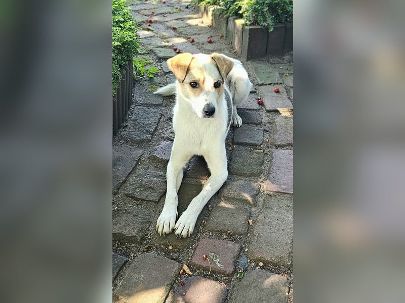 Schmusefreund IVO sucht sein Traumzuhause