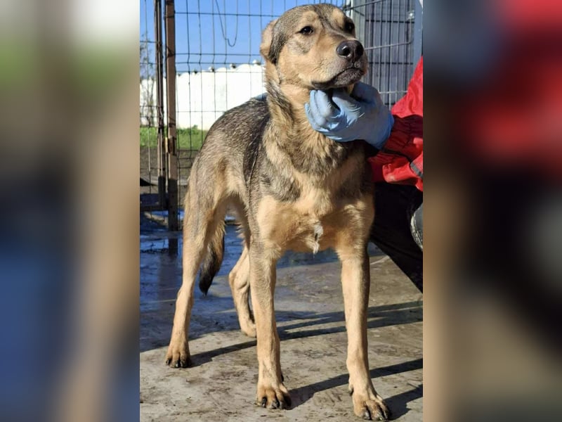 Verspielter, freundlicher Junghund Vito