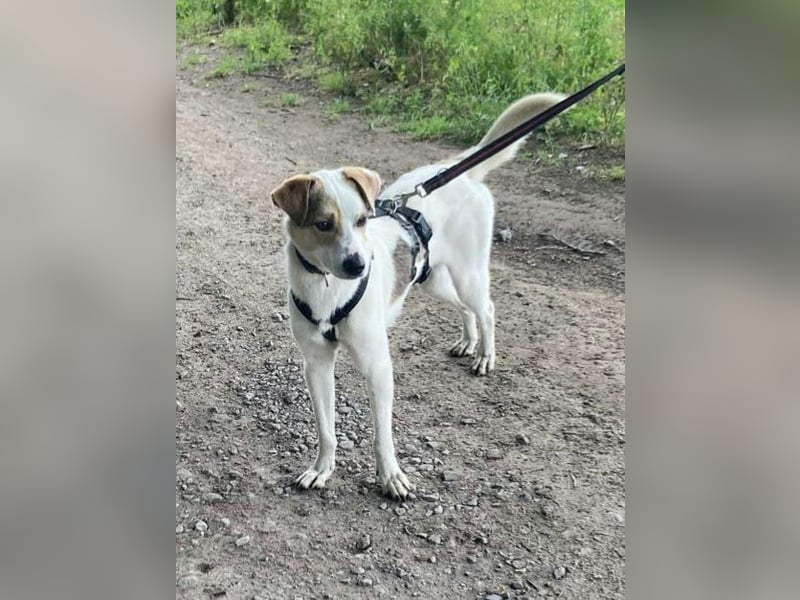 Schmusefreund IVO sucht sein Traumzuhause