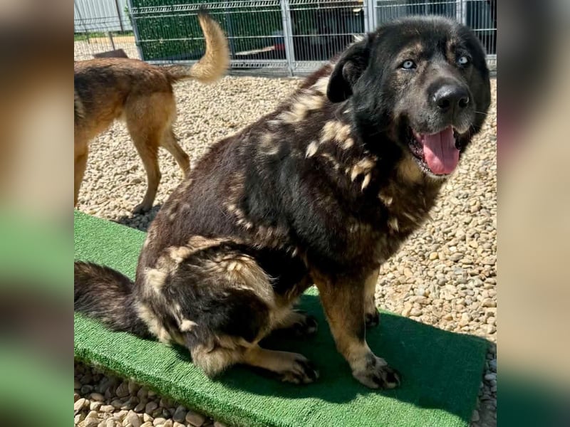 Sandy – sanfte Riesin mit großem Herzen sucht ihr Zuhause