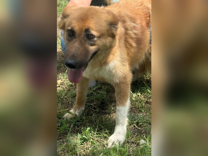 JELLA – Sanft, geduldig und voller Hoffnung auf ihr eigenes Zuhause  JELLA – Sanft, geduldig und voller Hoffnung auf ihr eigenes Zuhause