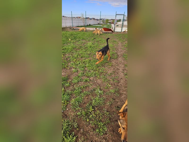 Pumba – sensibler Junghund sucht sein Zuhause