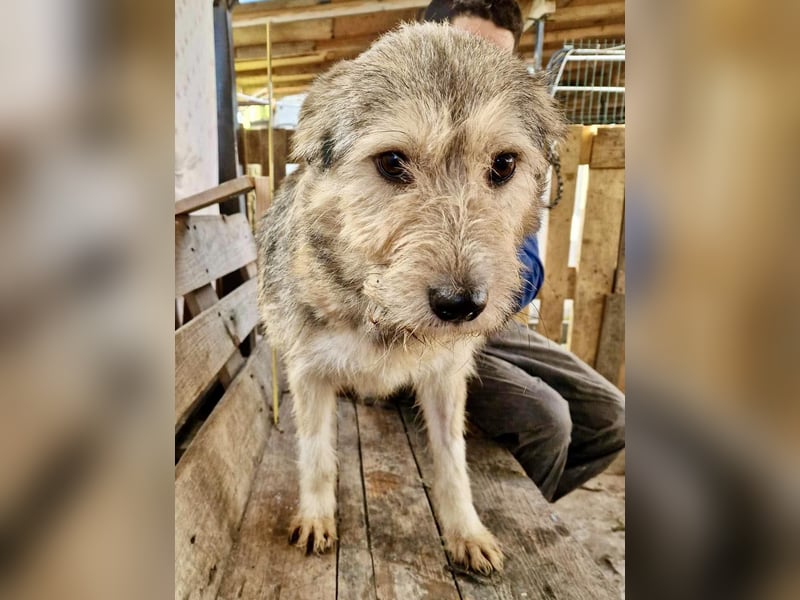 Mia - eine Seele von Hund auf der Suche nach Liebe