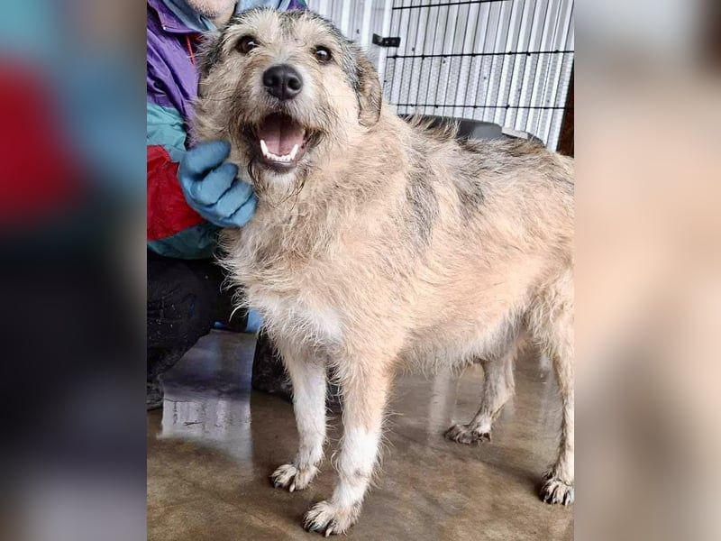 Mia - eine Seele von Hund auf der Suche nach Liebe