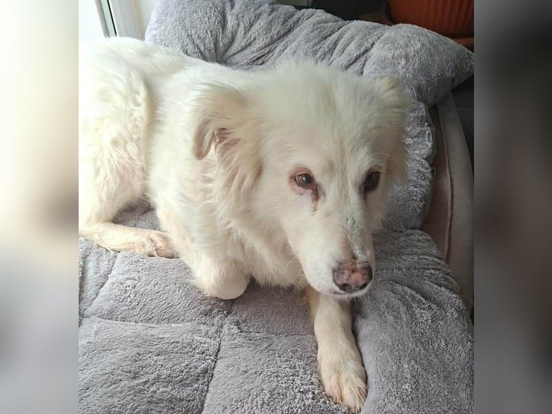 Seniorin Shelby sucht ruhiges Zuhause