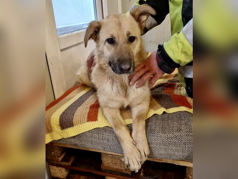 Sora, freundliche Junghündin