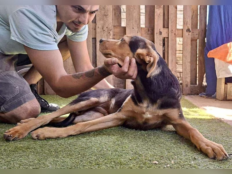 Pumba – sensibler Junghund sucht sein Zuhause