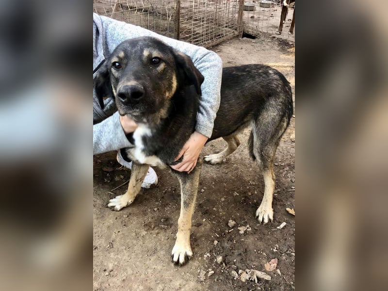 Koyal Kuschelkönig - verträglich und verschmust