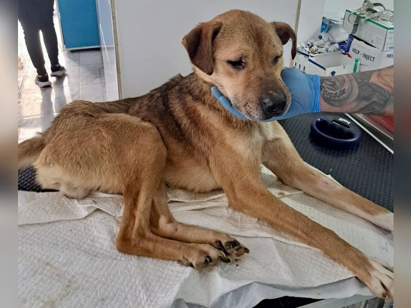 Super freundlicher Bolek