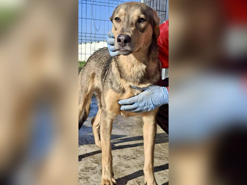 Verspielter, freundlicher Junghund Vito