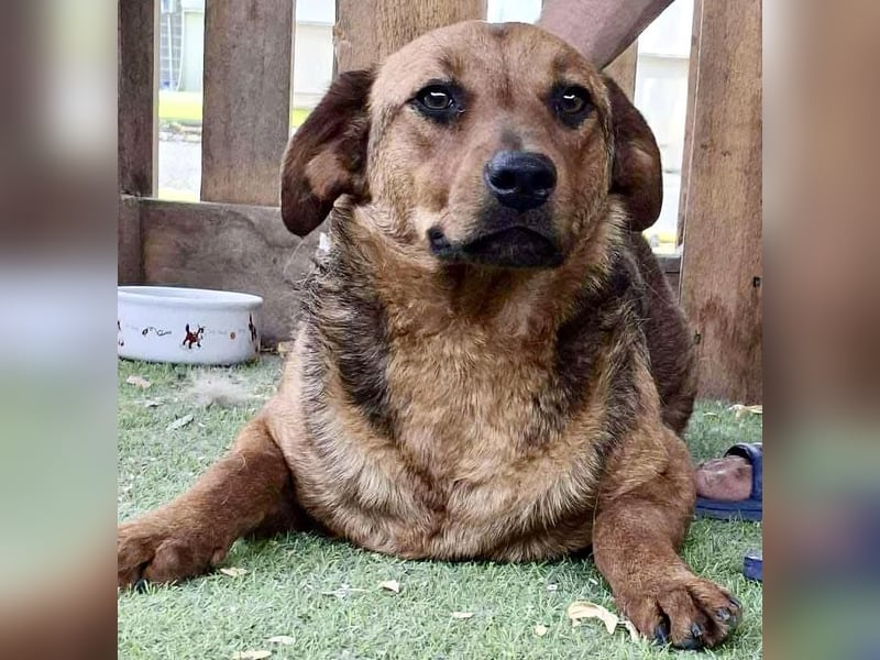 Rocket - dankbare Frohnatur