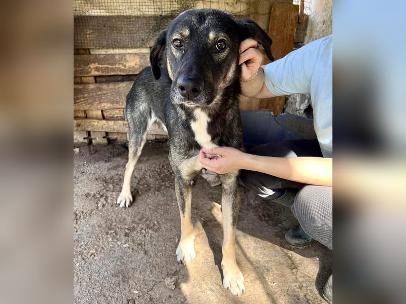 Koyal Kuschelkönig - verträglich und verschmust