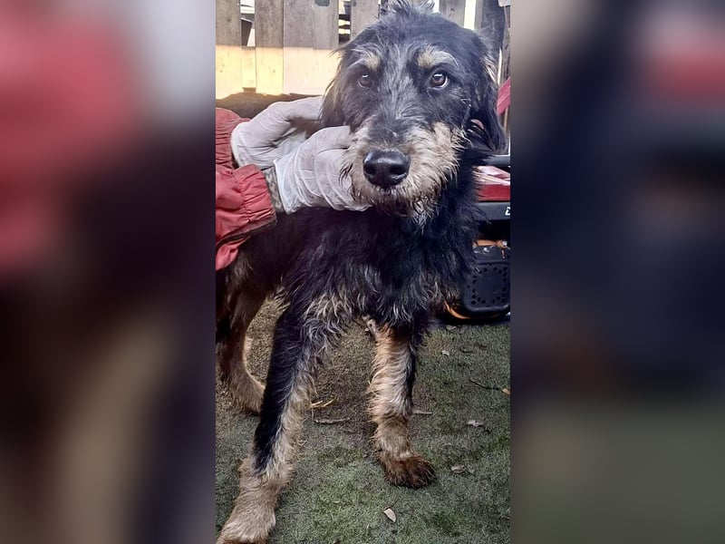 Freundlicher Junghund Malte