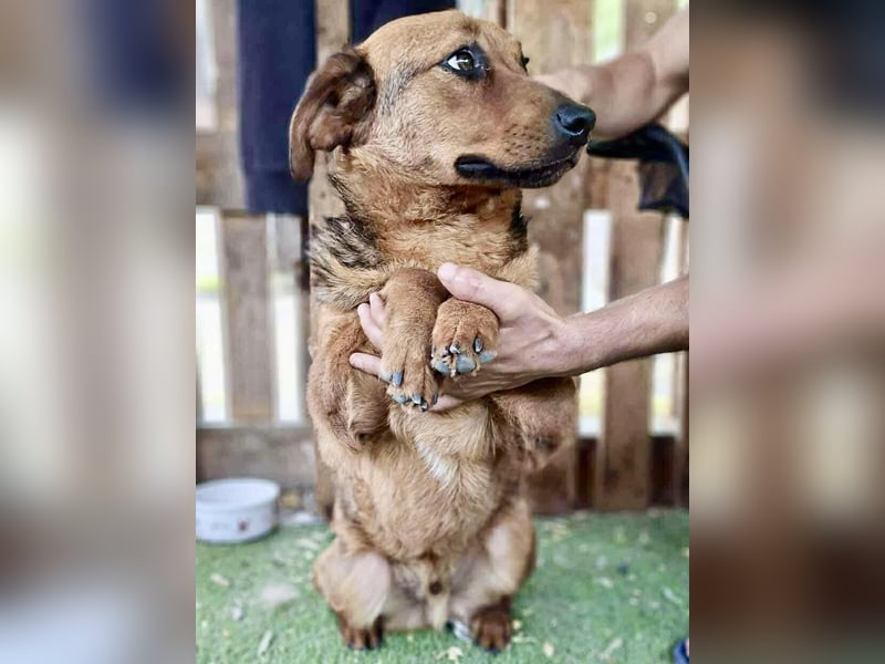 Rocket - dankbare Frohnatur