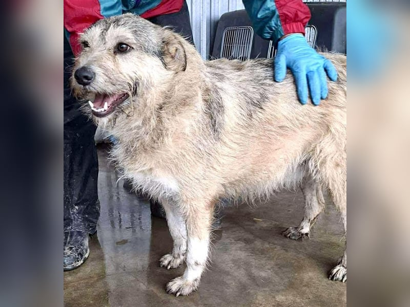 Mia - eine Seele von Hund auf der Suche nach Liebe